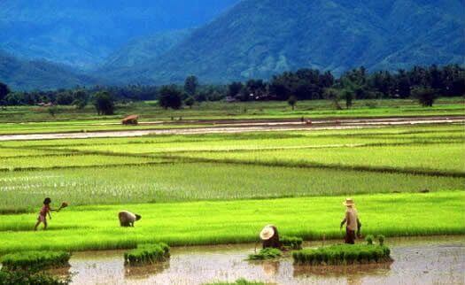 Thai Vegetable Oil Stock Pays a 7% Dividend Yield