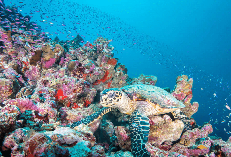 Maldives coral reefs